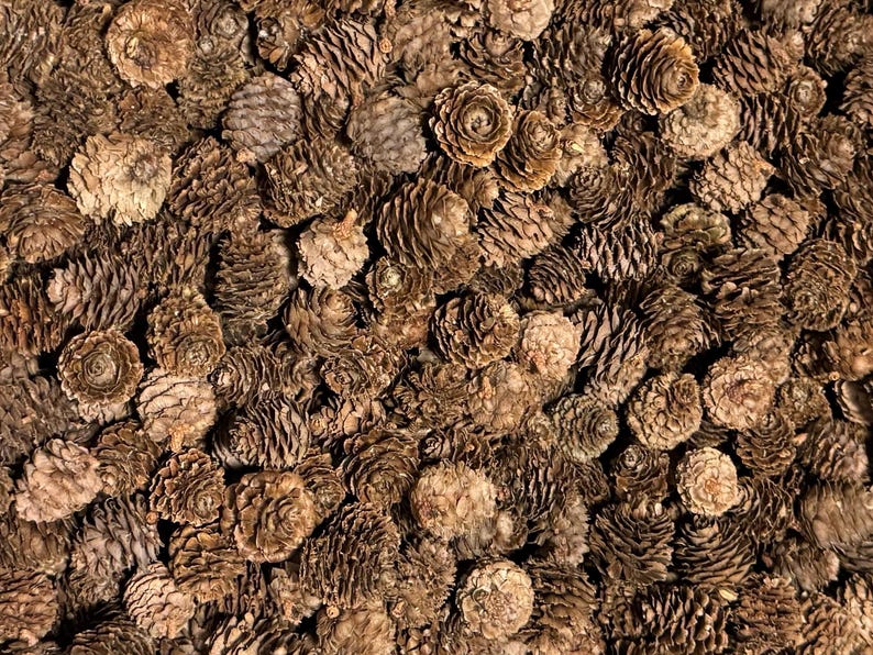 100 Lärchenzapfen geraspelt * zum Basteln und Dekorieren * Herbstdeko