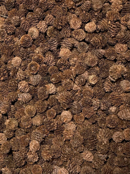 100 Lärchenzapfen geraspelt * zum Basteln und Dekorieren * Herbstdeko