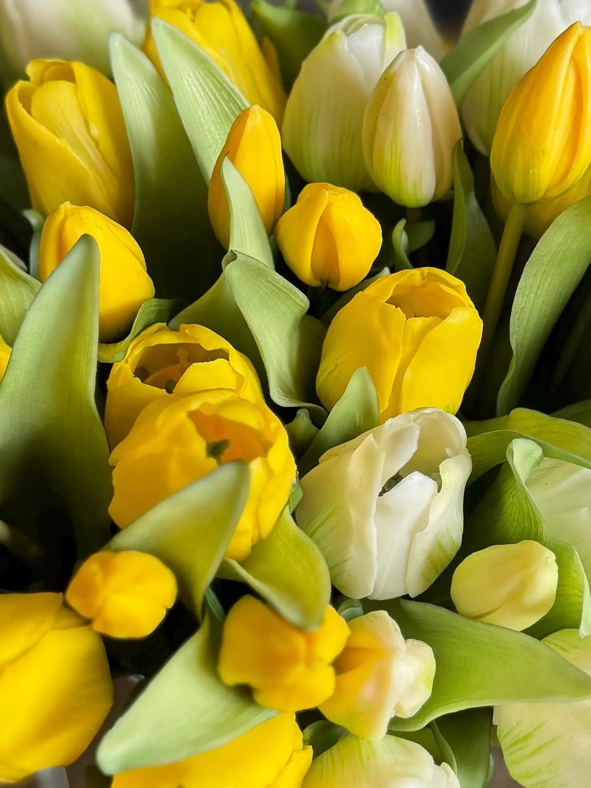7 Tulpen * Real Touch * Premium Qualität * verschiedene Farben * 1 Bund
